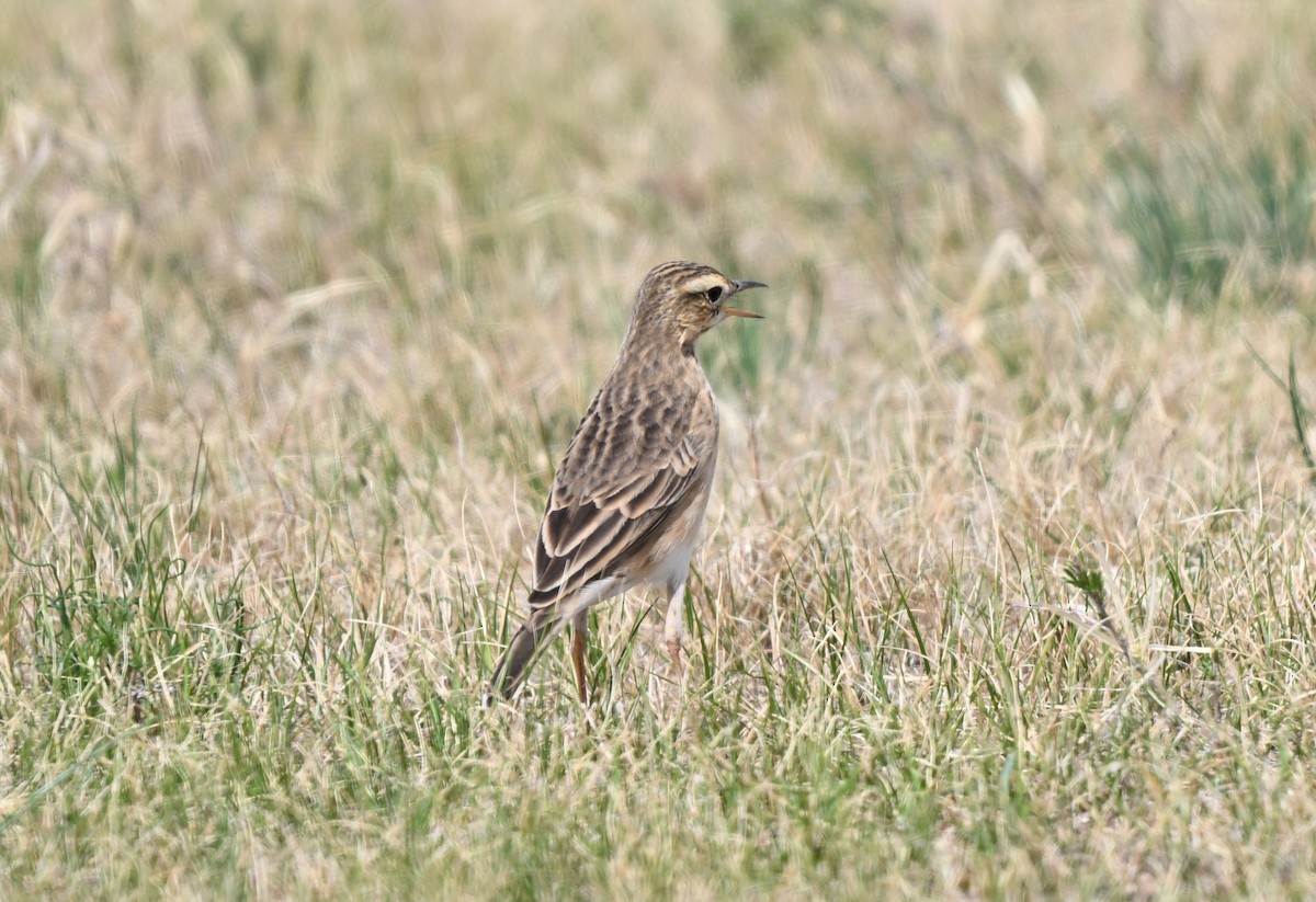 Richard's Pipit - ML646769592