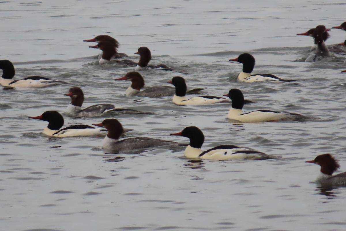 Common Merganser - ML646769605