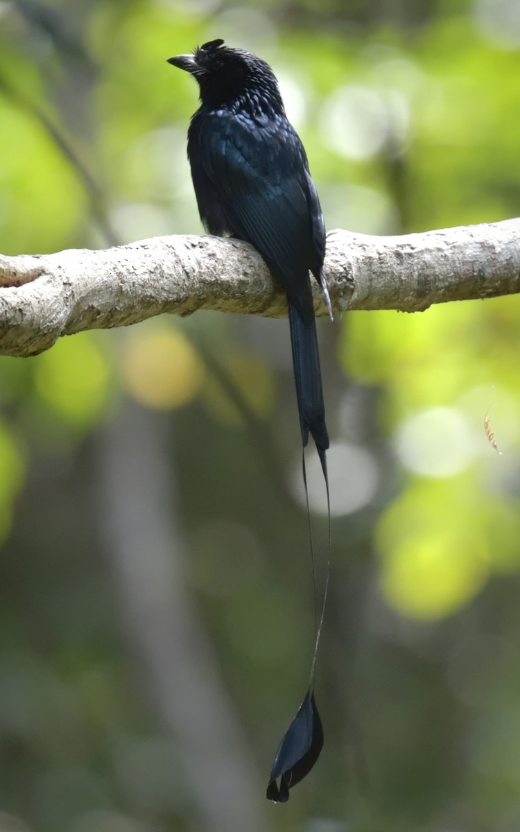 Drongo de Raquetas Grande - ML646769606