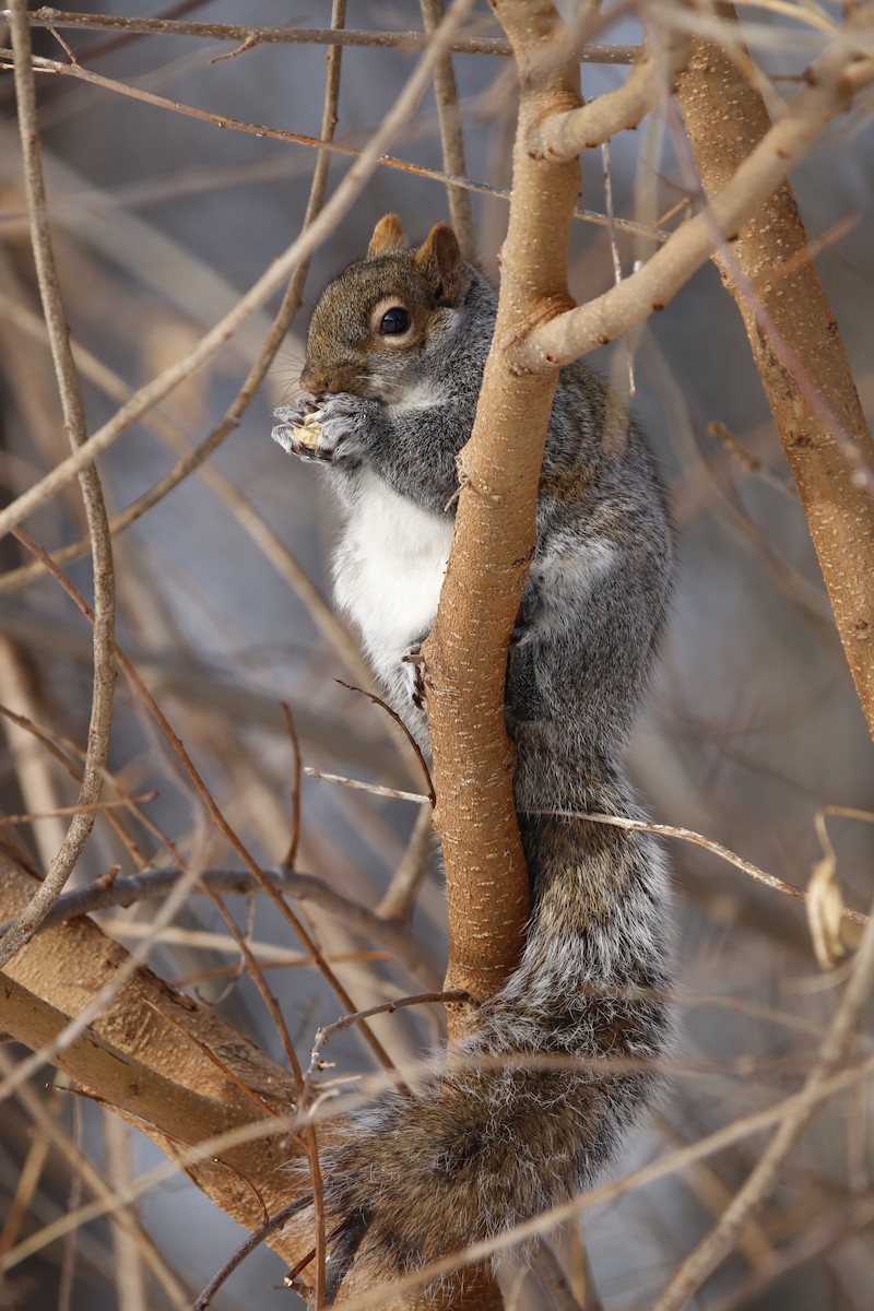 灰松鼠 - ML646769613