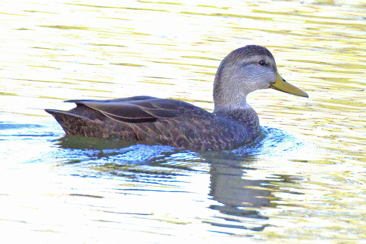 American Black Duck - ML646769614