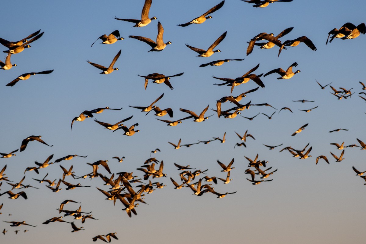 Canada Goose - ML646769616