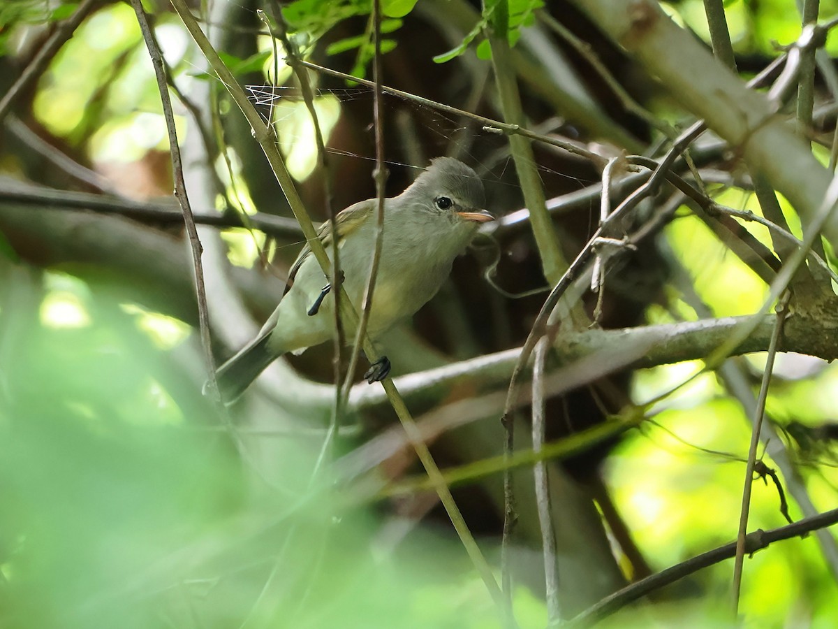 Northern Beardless-Tyrannulet - ML646769618