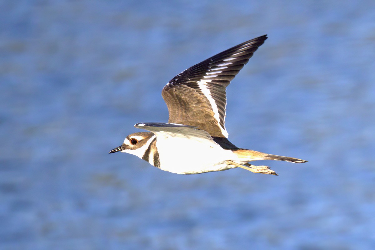 Killdeer - ML646769620