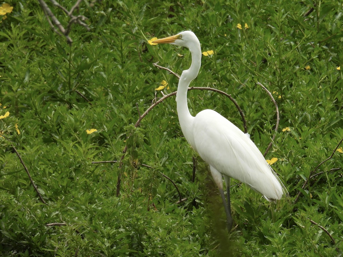 Garceta Grande - ML646769621