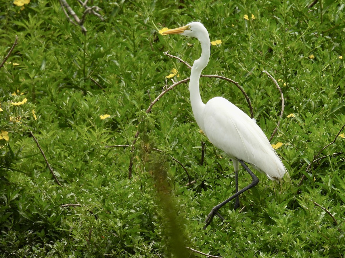 Garceta Grande - ML646769622