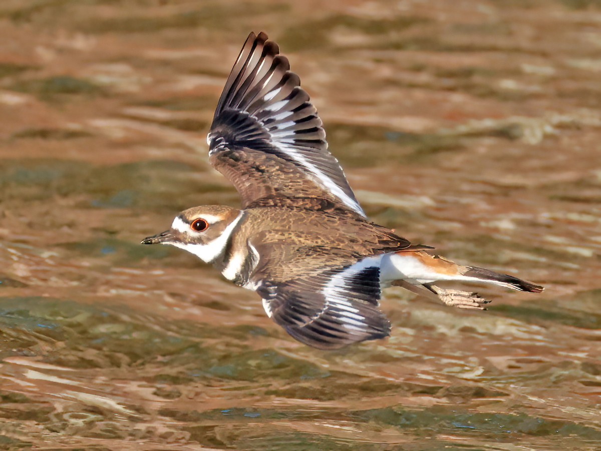 Killdeer - ML646769623