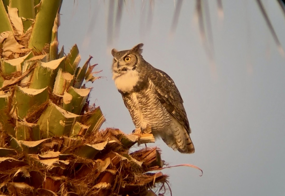 Great Horned Owl - ML646769624
