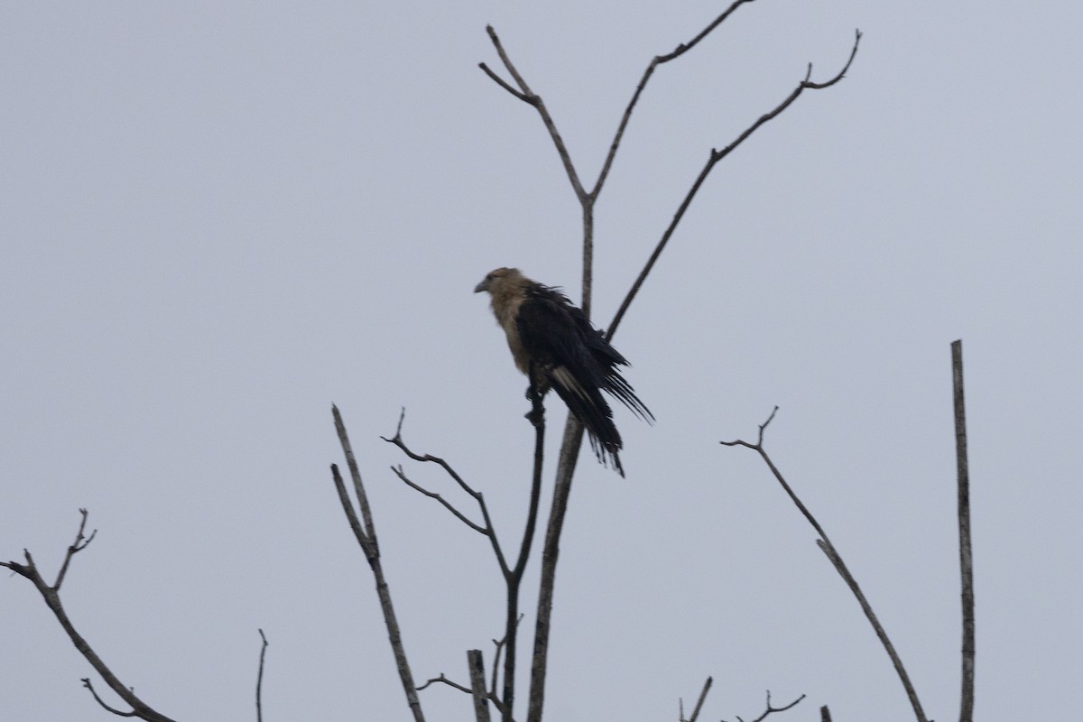 Sarı Başlı Karakara - ML646769625