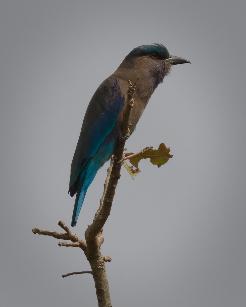 Carraca Indochina - ML646769641