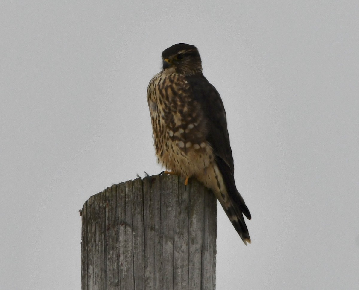 Дербник - ML646769645