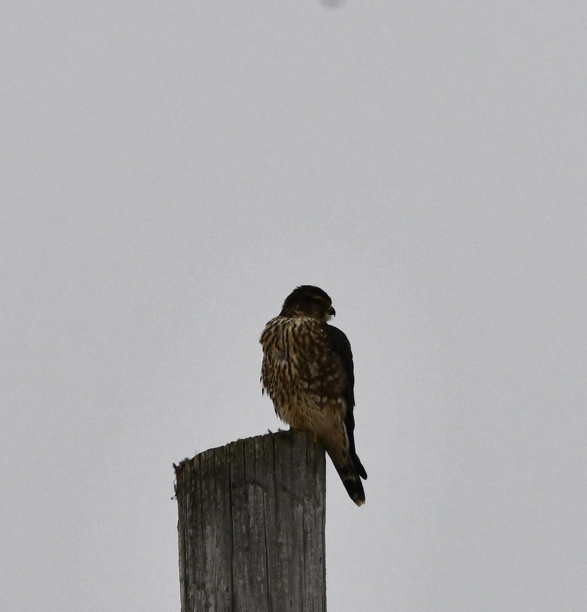 Дербник - ML646769646