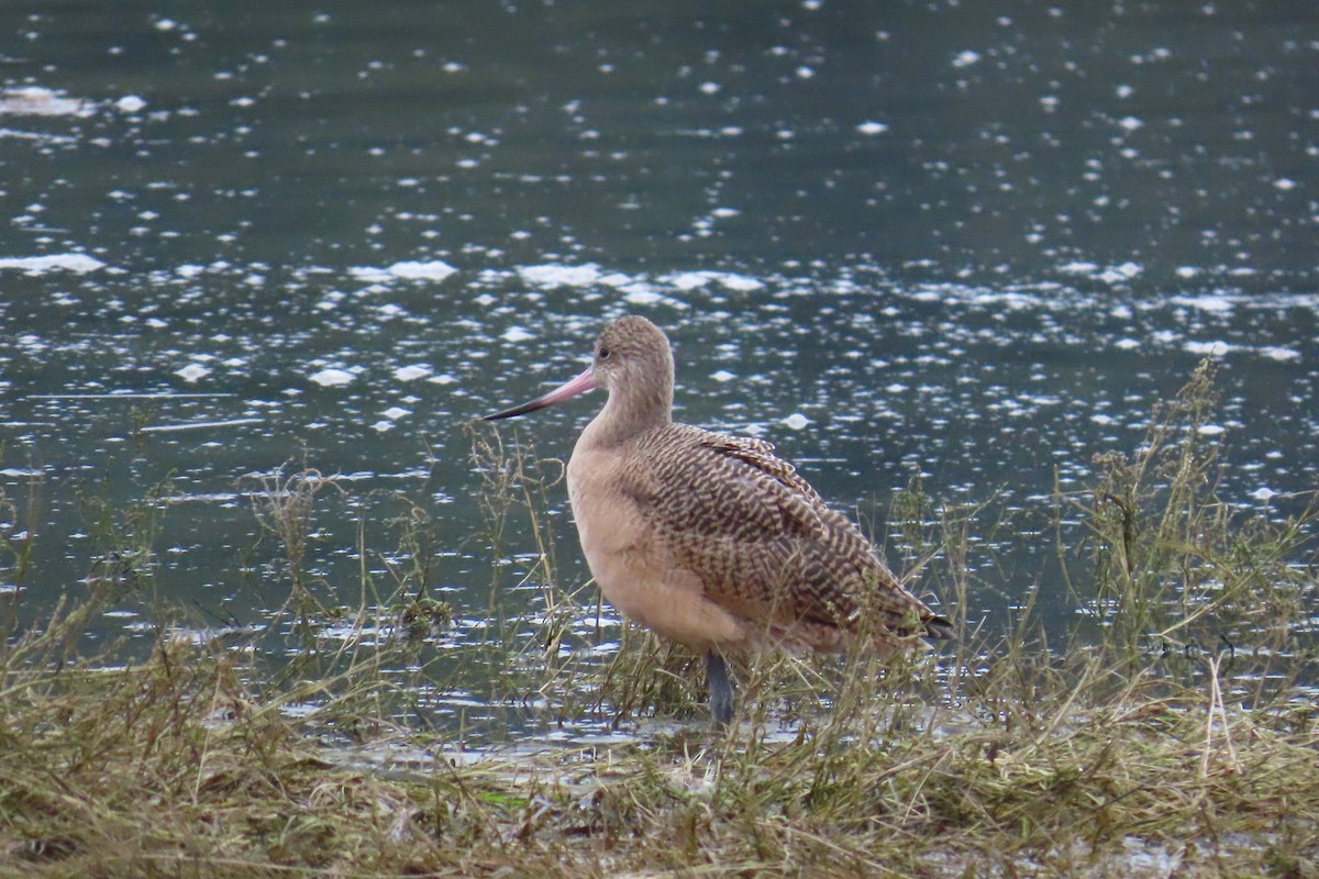 Marbled Godwit - ML646769647