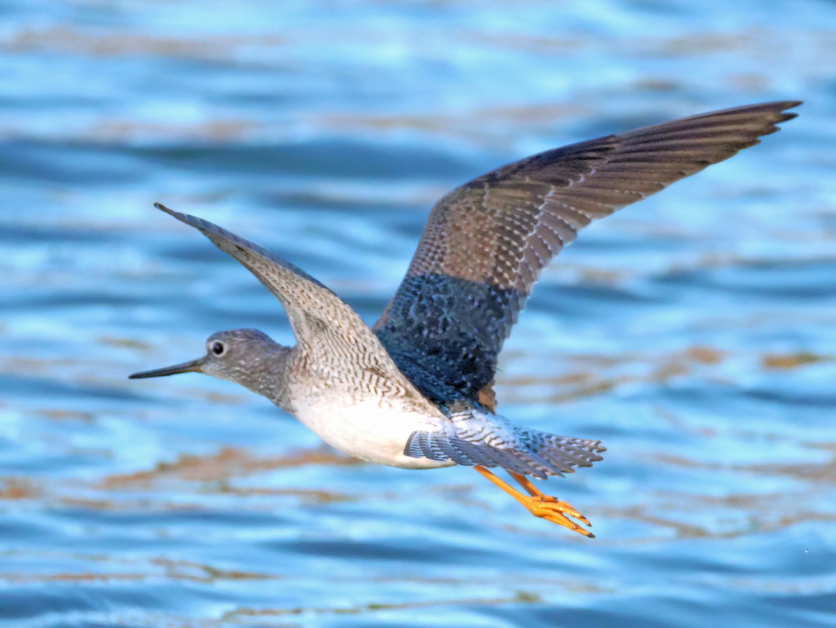 Greater Yellowlegs - ML646769650
