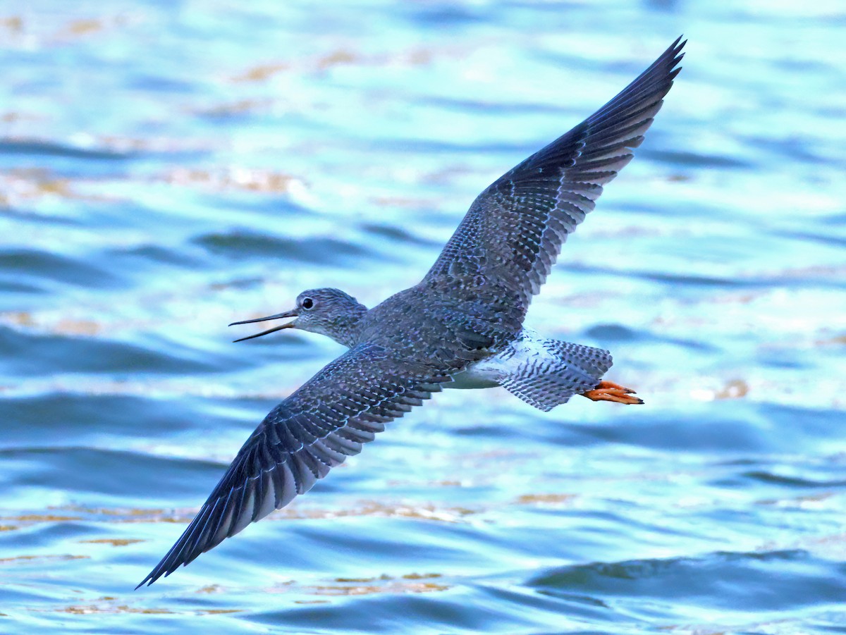 Greater Yellowlegs - ML646769652