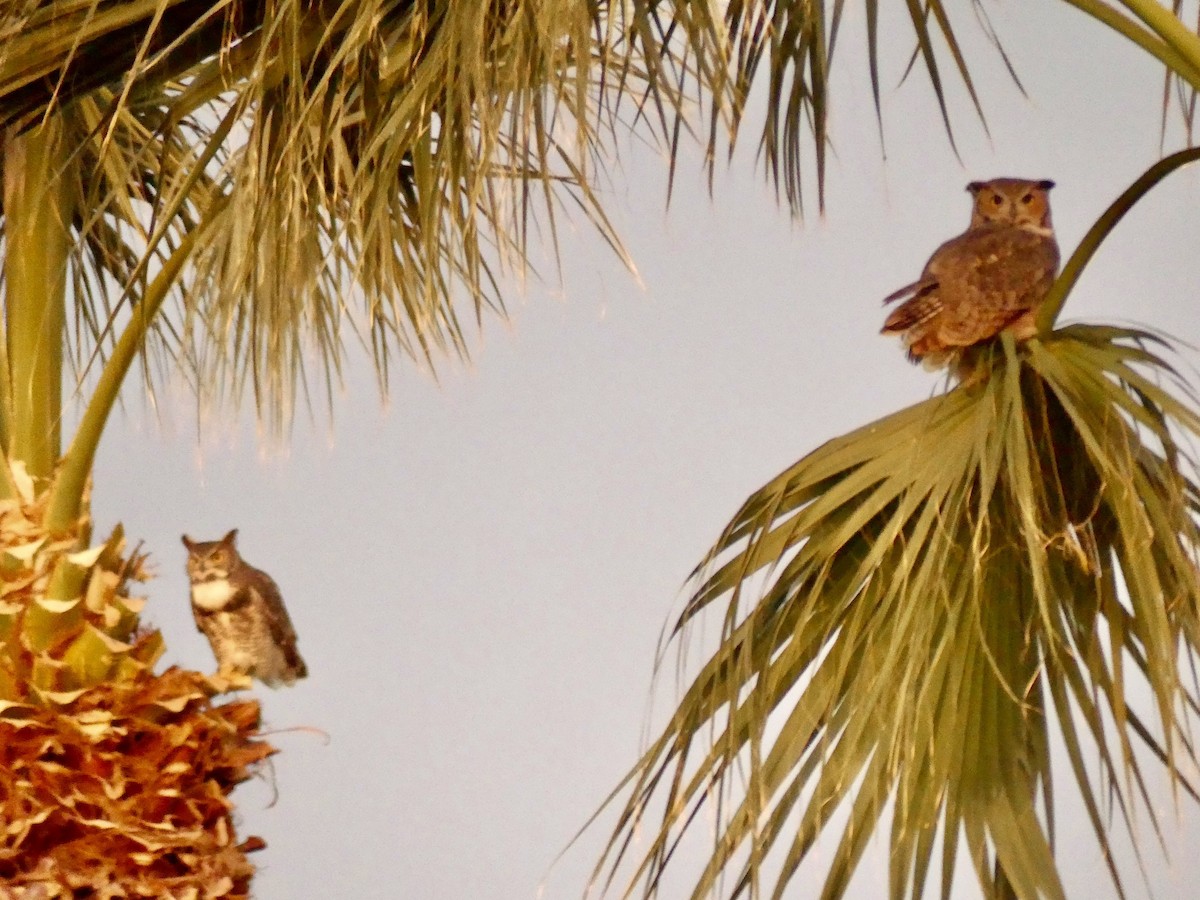 Great Horned Owl - ML646769654