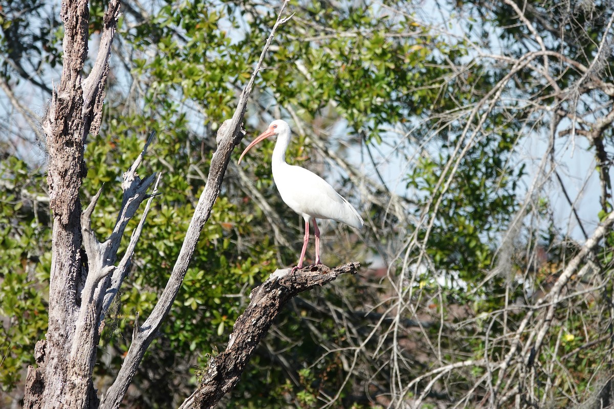 White Ibis - ML646769655