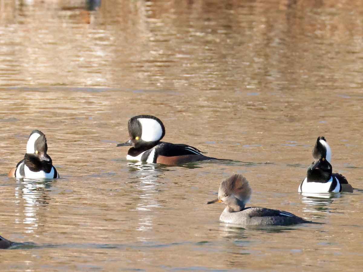 Hooded Merganser - ML646769656