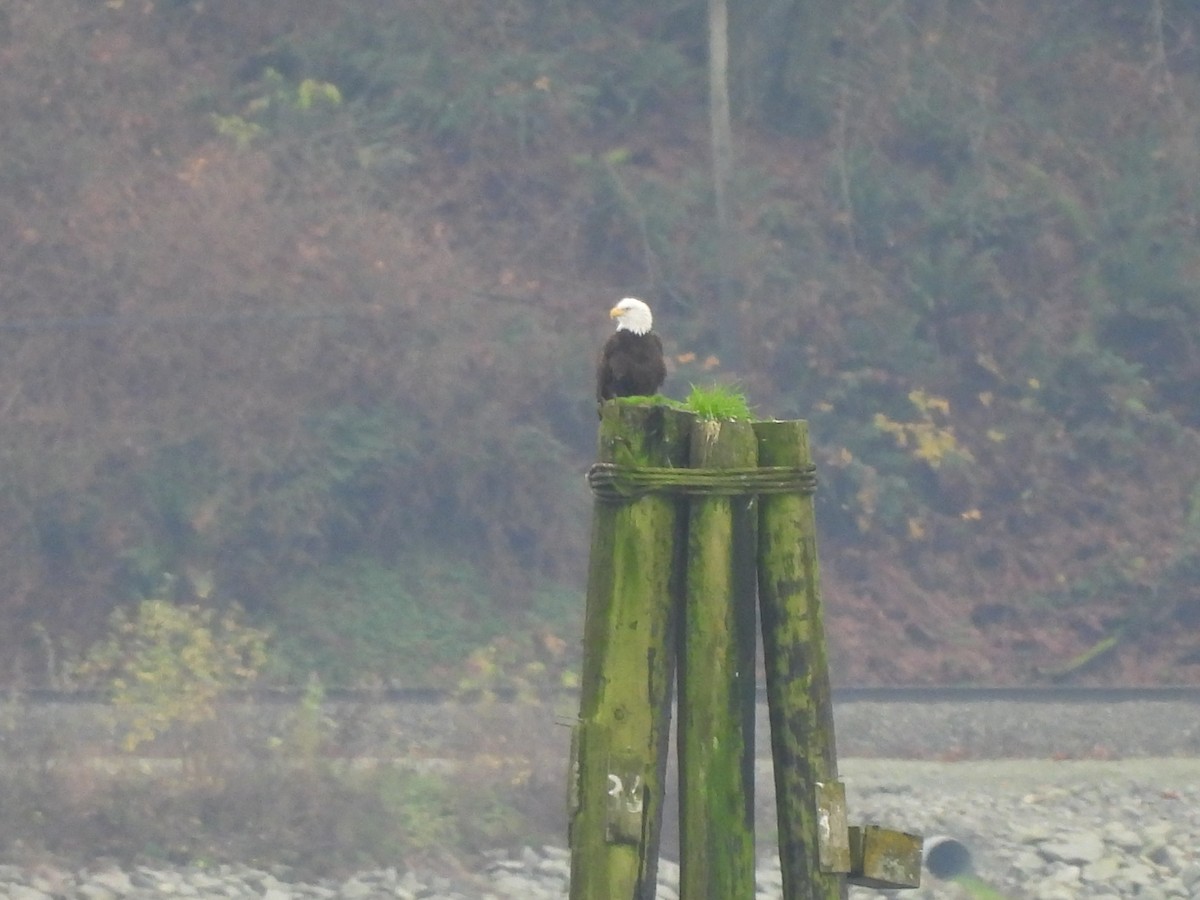 Bald Eagle - ML646769660