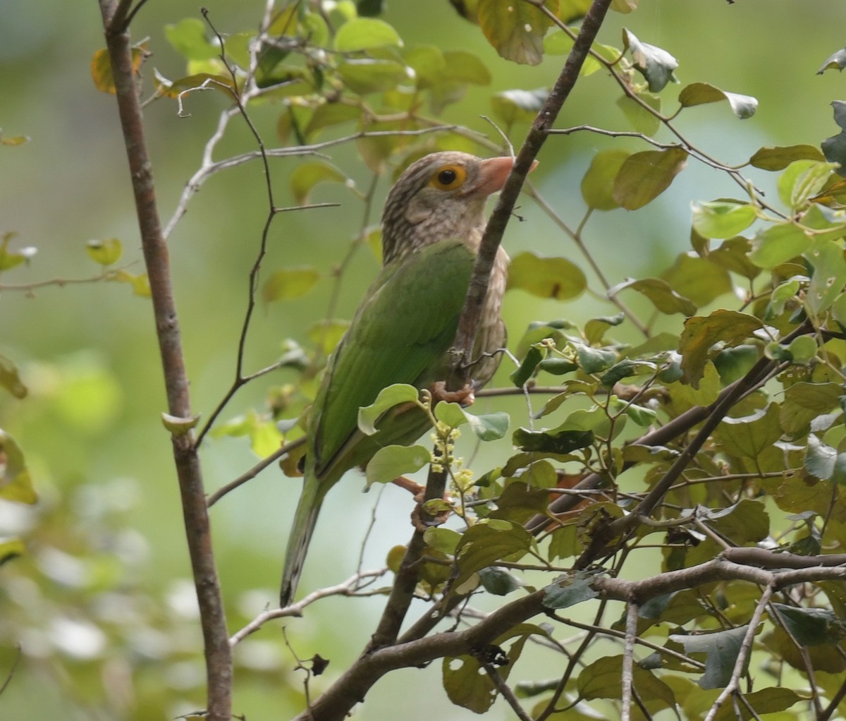 Barbudo Listado - ML646769667