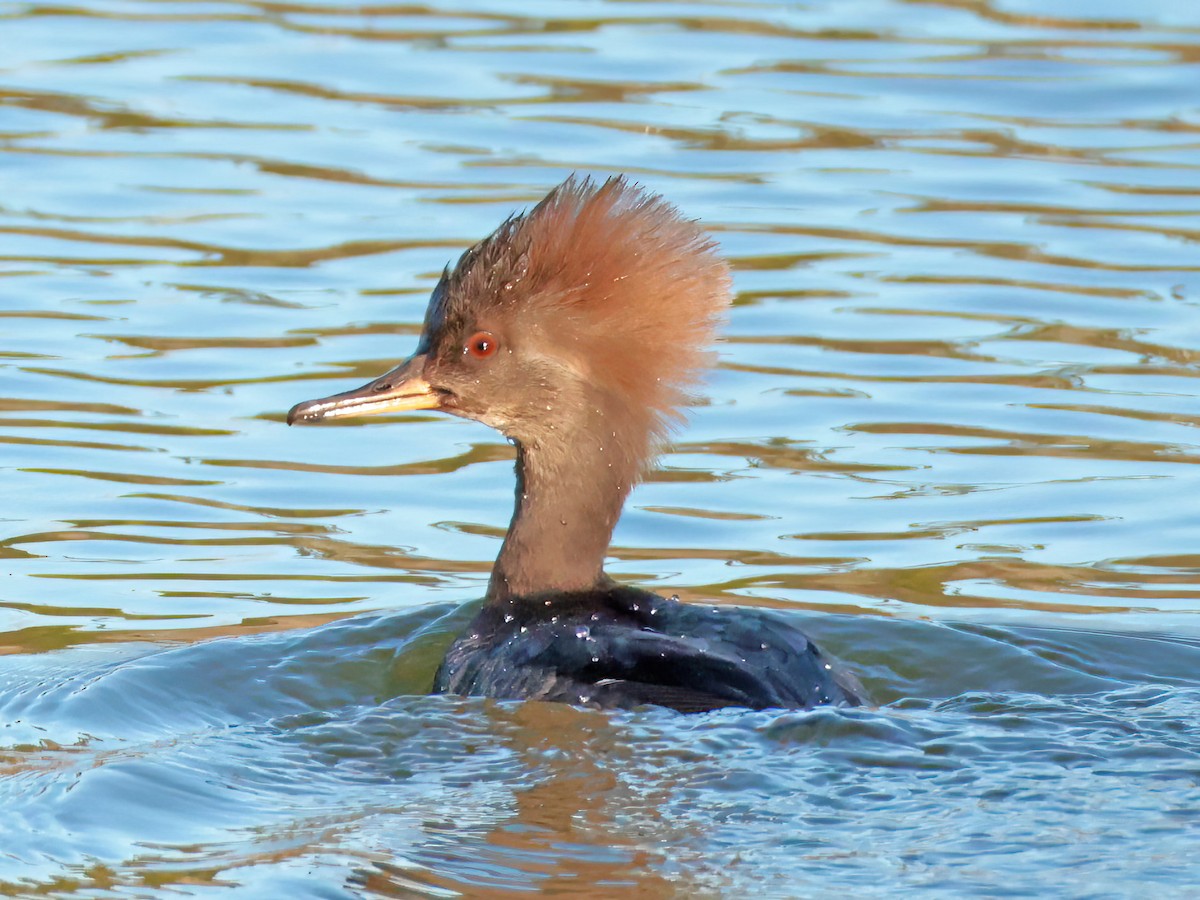 Hooded Merganser - ML646769668