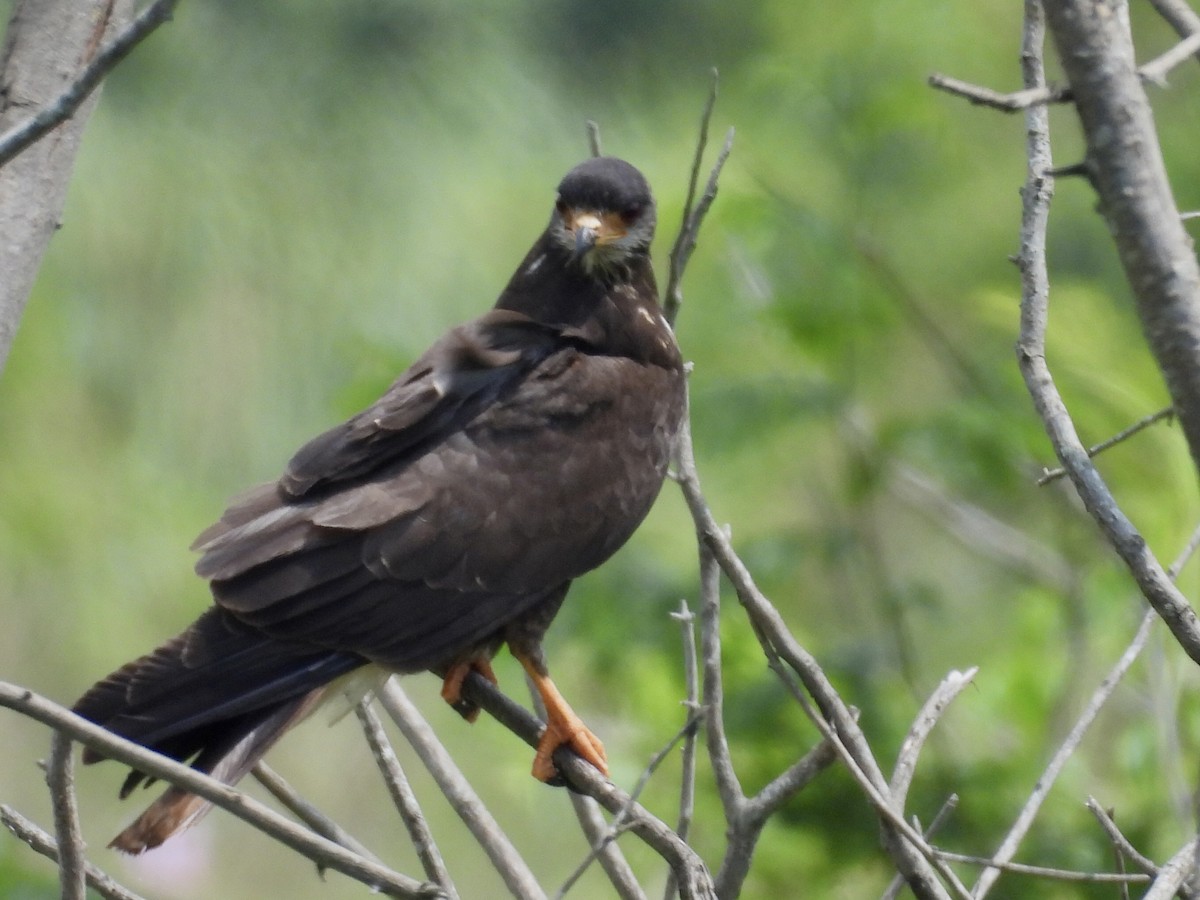 Caracolero Común - ML646769669