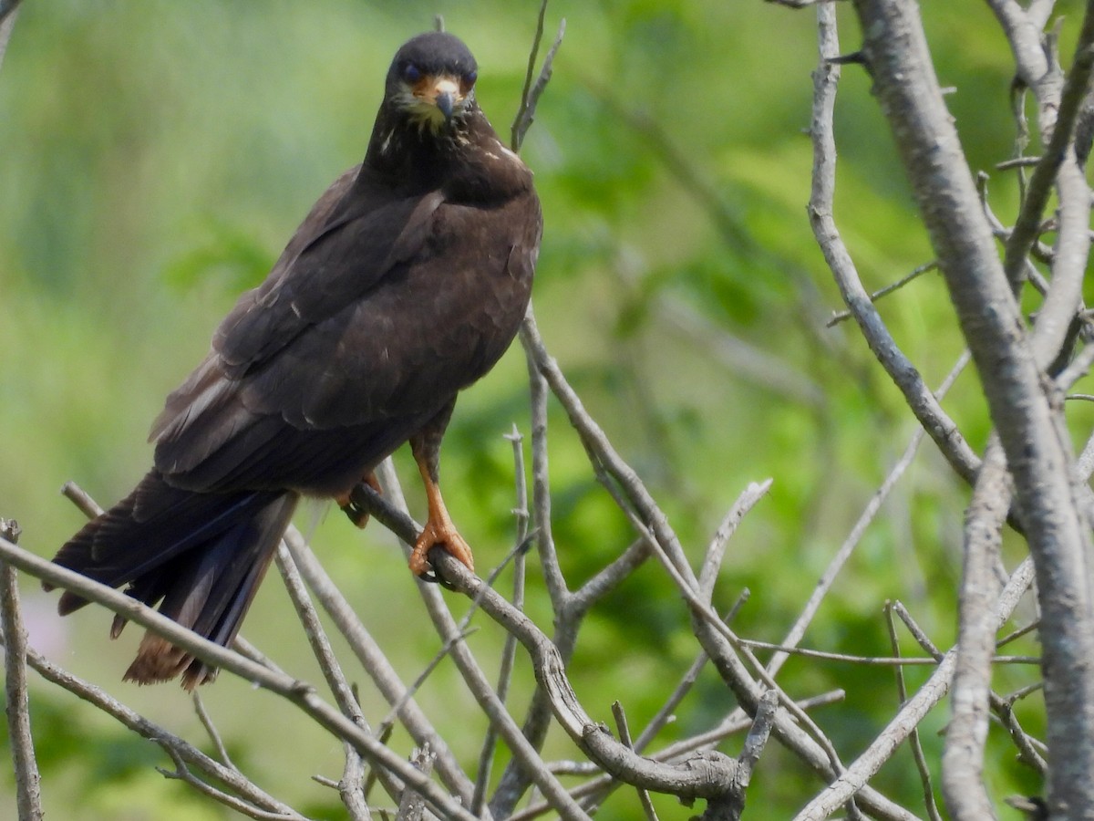 Caracolero Común - ML646769670