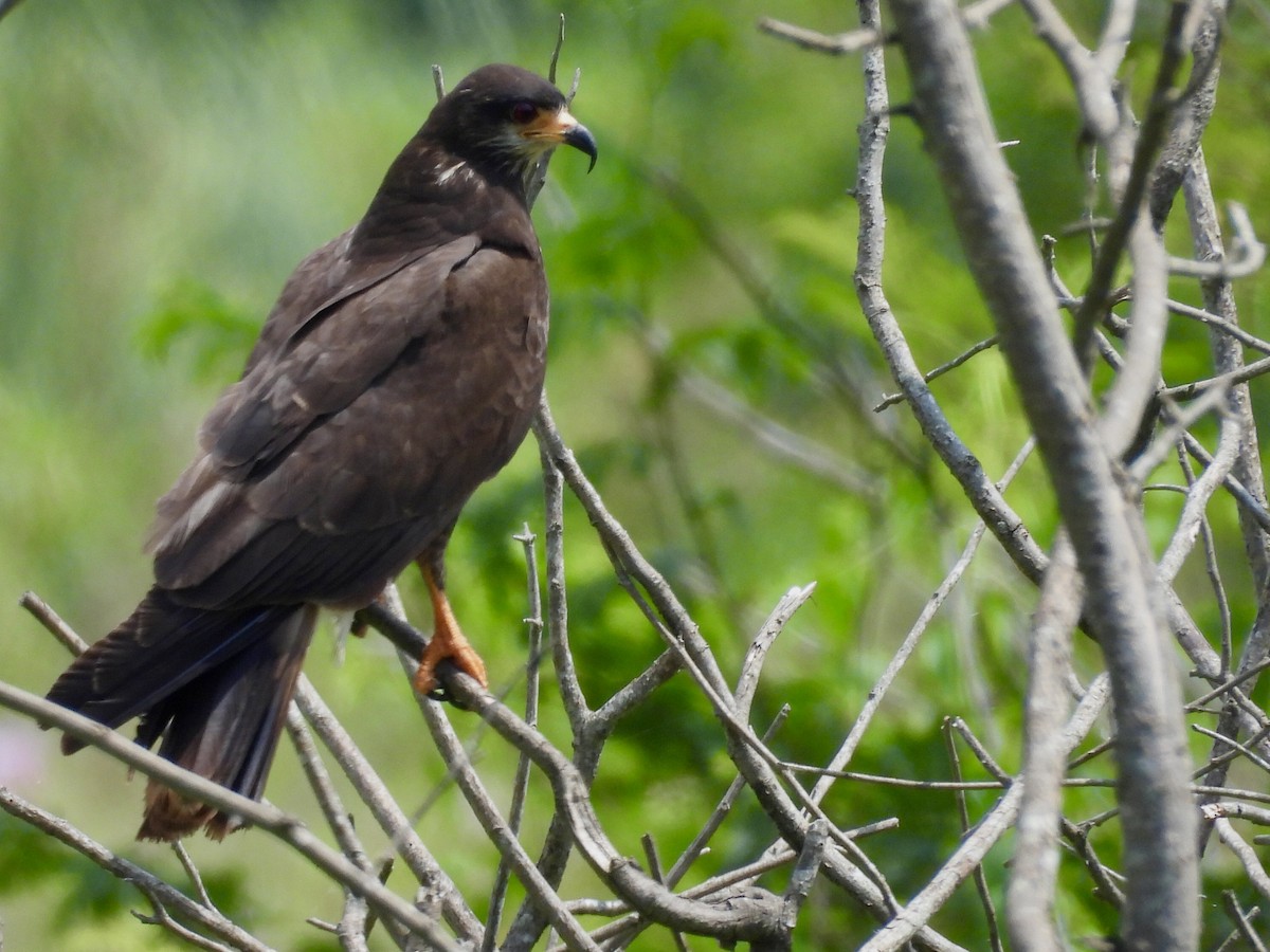 Caracolero Común - ML646769671