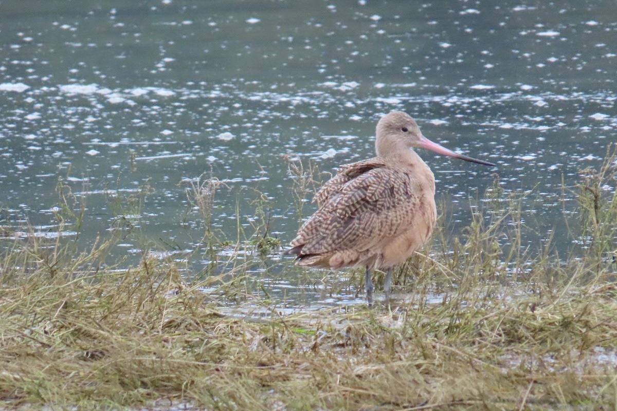 Marbled Godwit - ML646769672