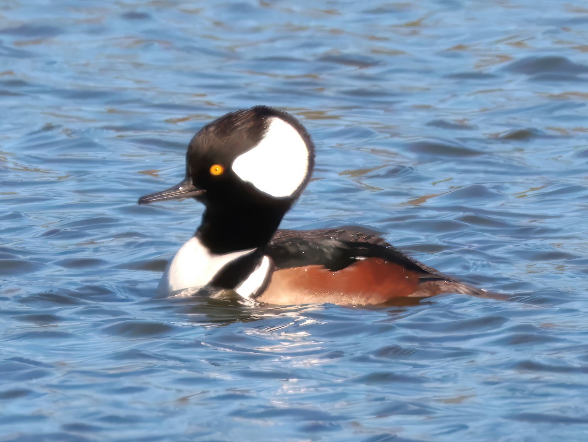 Hooded Merganser - ML646769673
