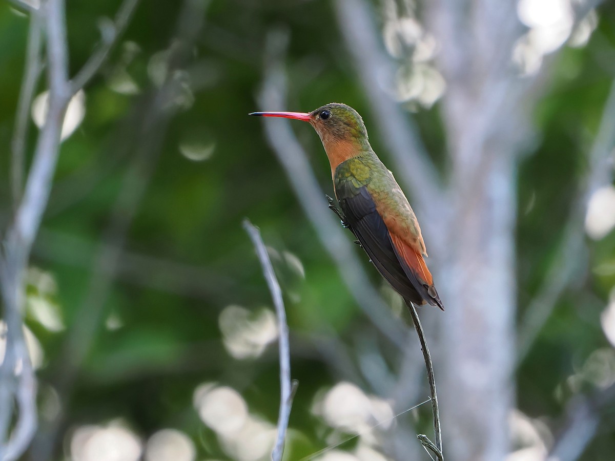 Cinnamon Hummingbird - ML646769674