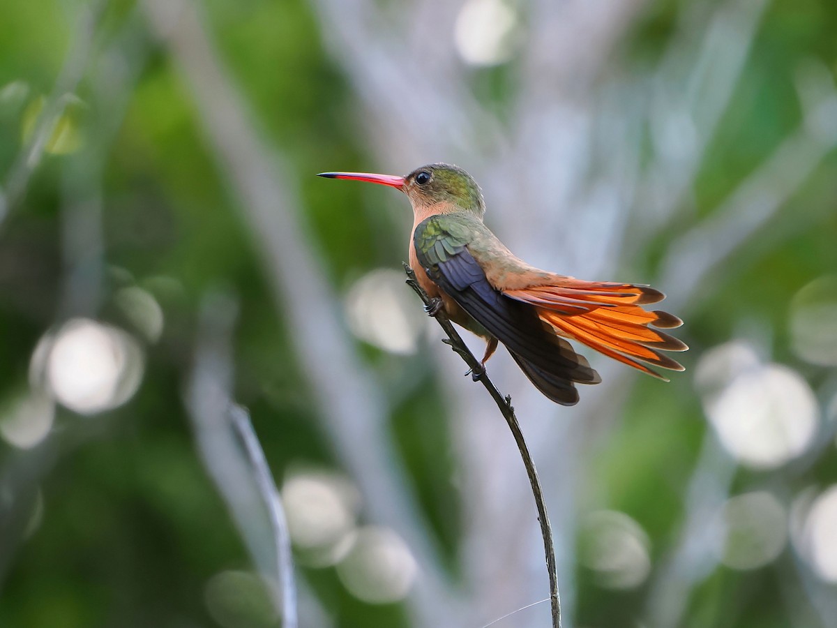Cinnamon Hummingbird - ML646769675