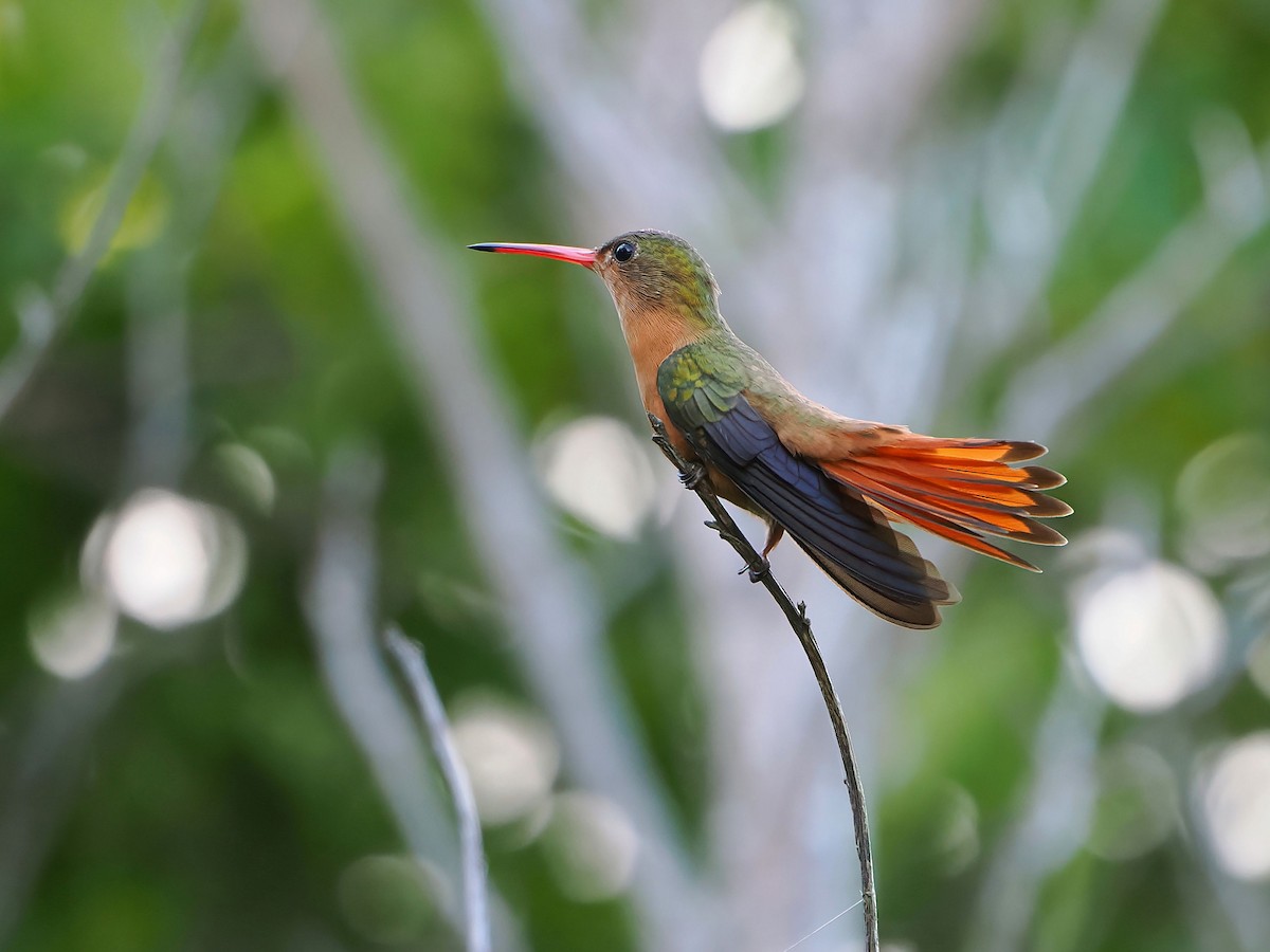 Cinnamon Hummingbird - ML646769676