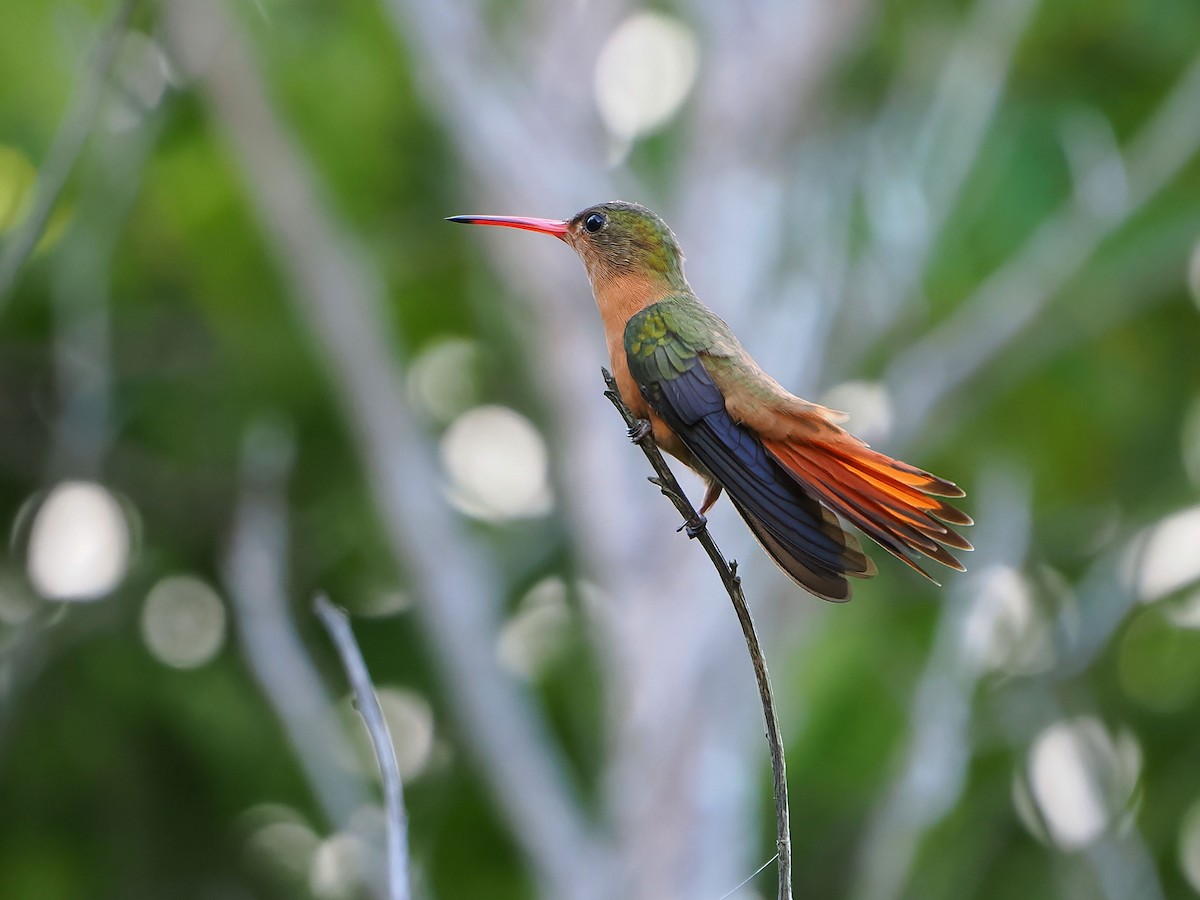 Cinnamon Hummingbird - ML646769677
