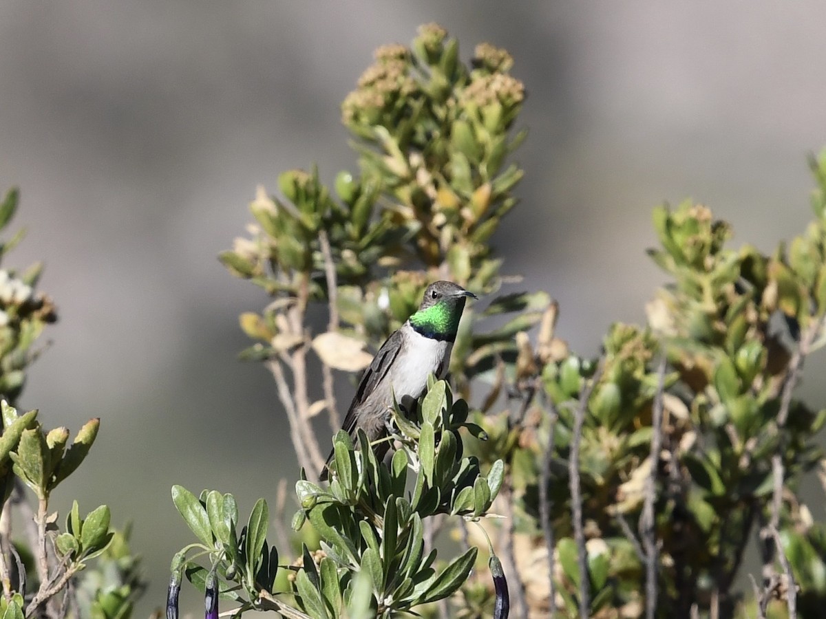 Andean Hillstar - ML646769678