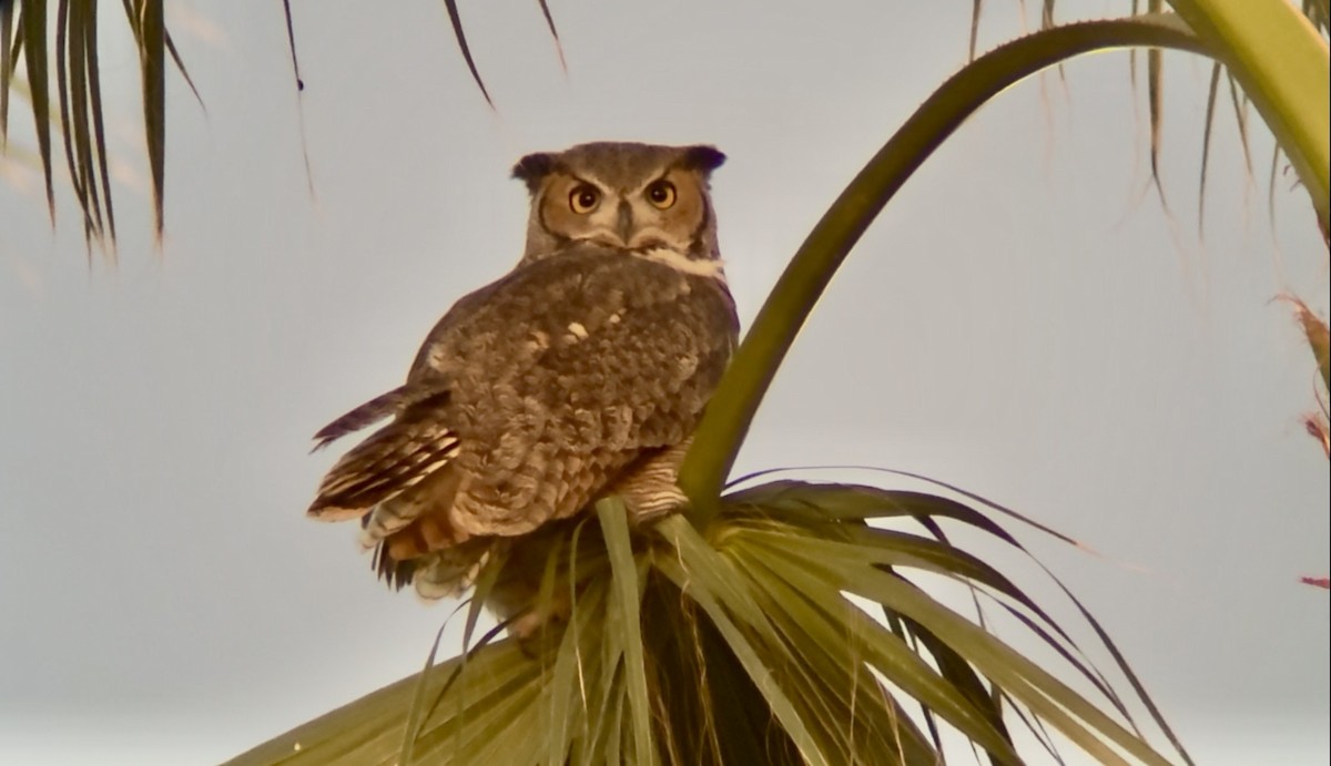 Great Horned Owl - ML646769679