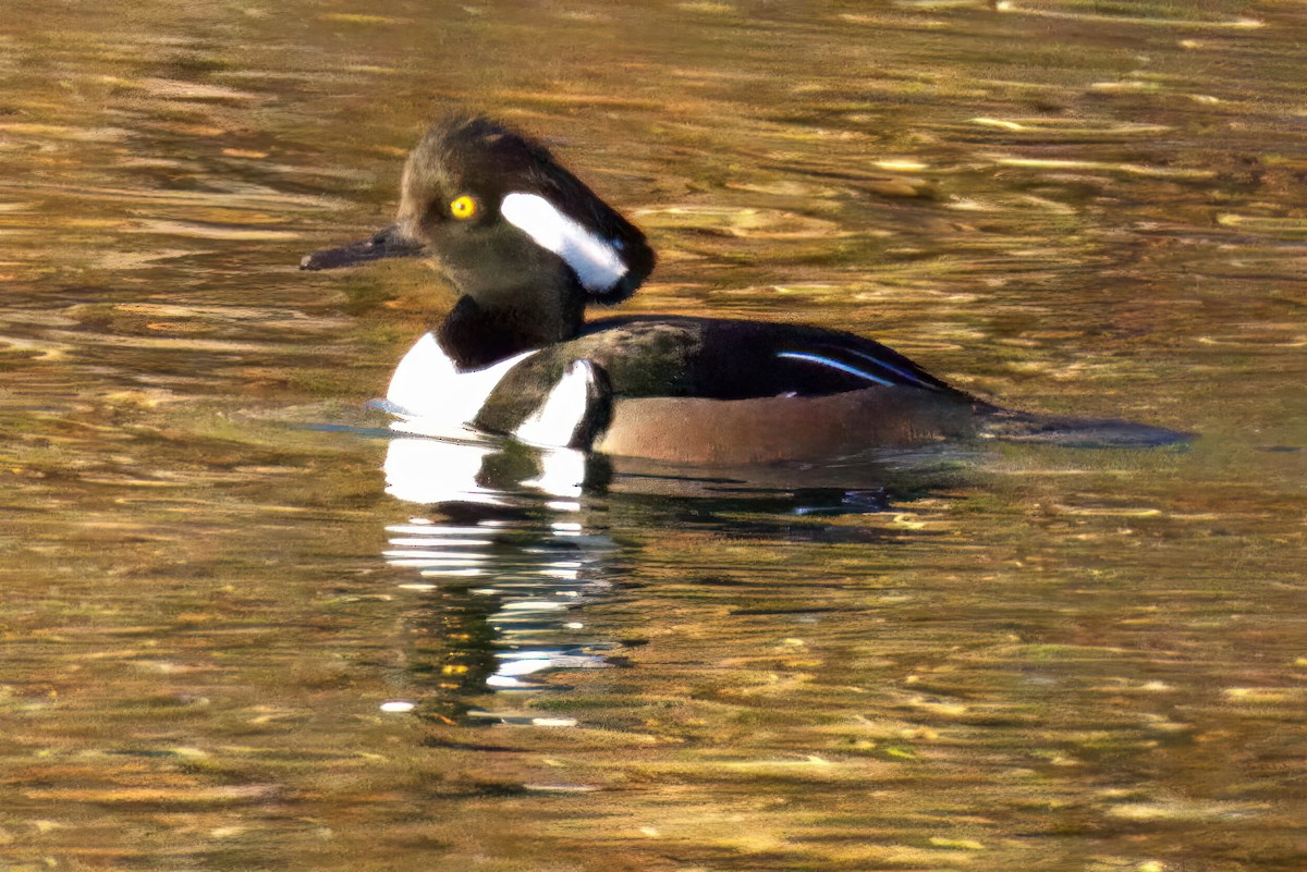 Hooded Merganser - ML646769684