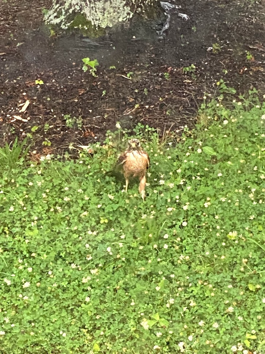 Cooper's Hawk - ML646769685