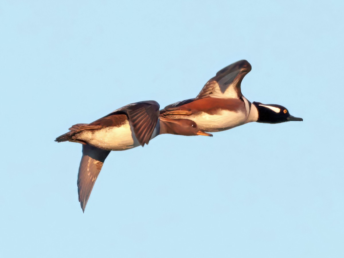 Hooded Merganser - ML646769686