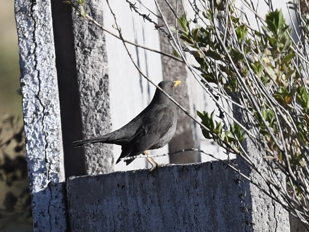 Chiguanco Thrush - ML646769687