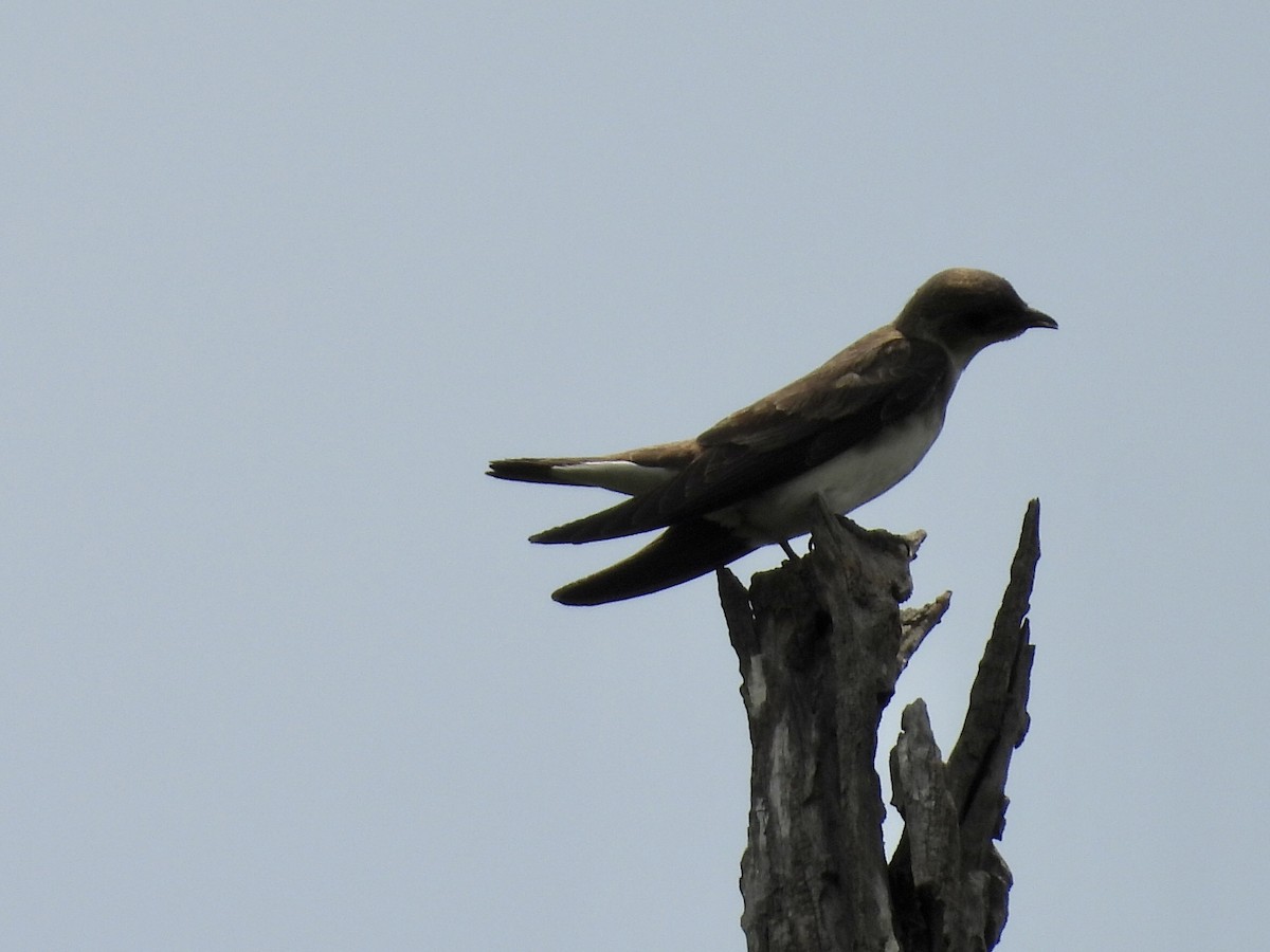 Golondrina Parda - ML646769691