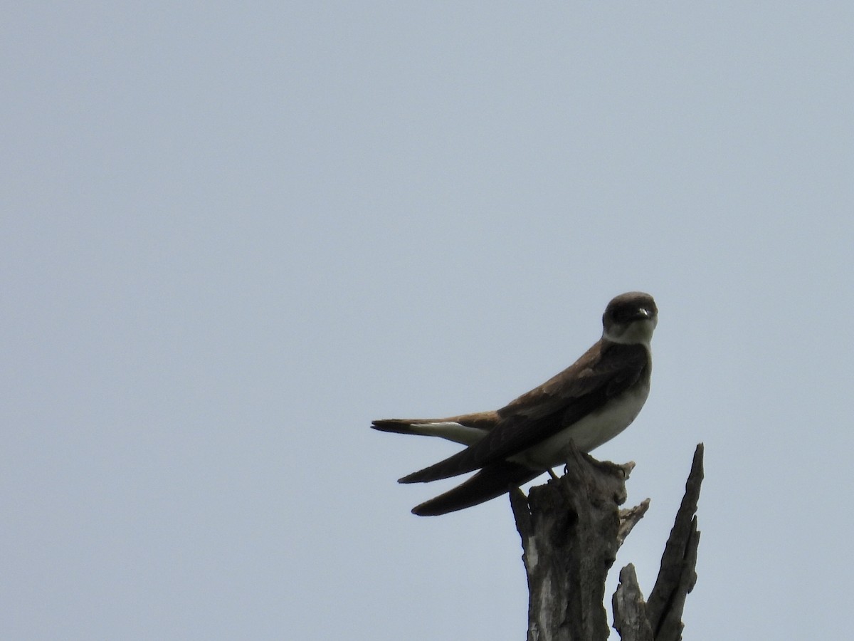 Golondrina Parda - ML646769692