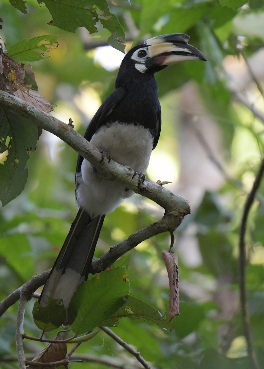 Cálao Cariblanco - ML646769693