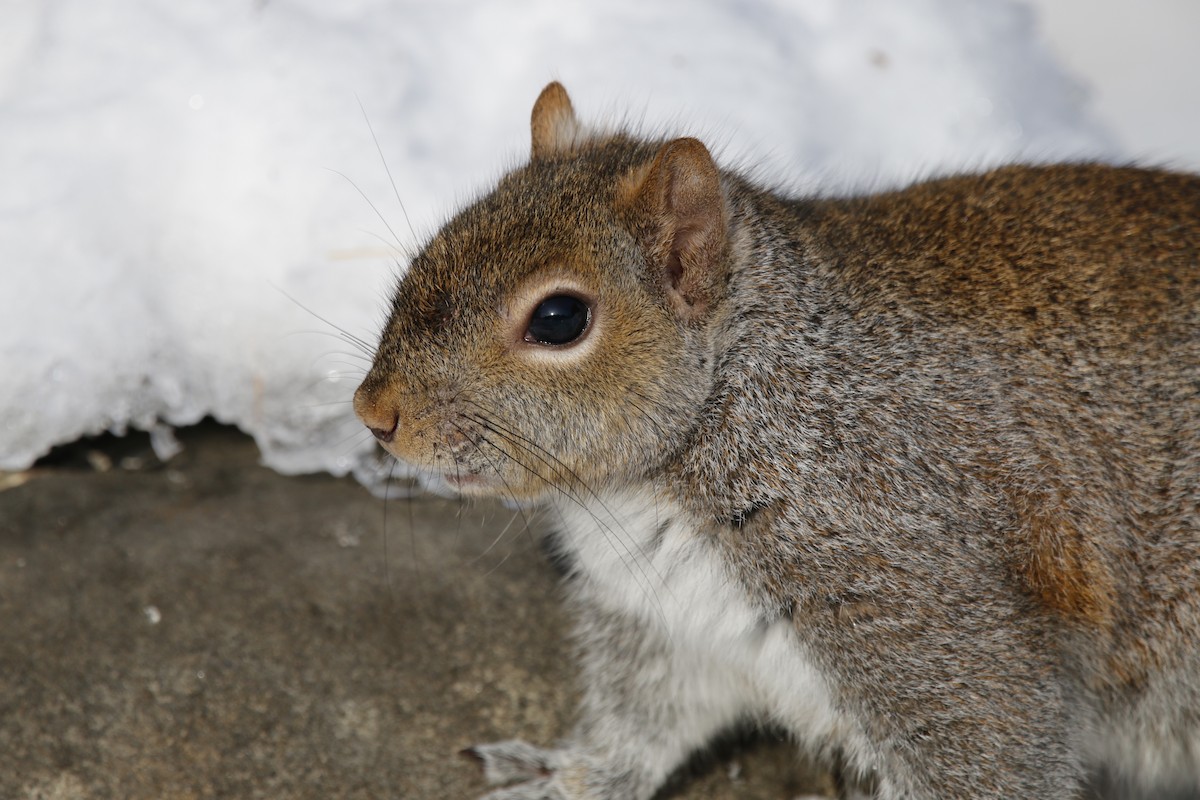 灰松鼠 - ML646769695