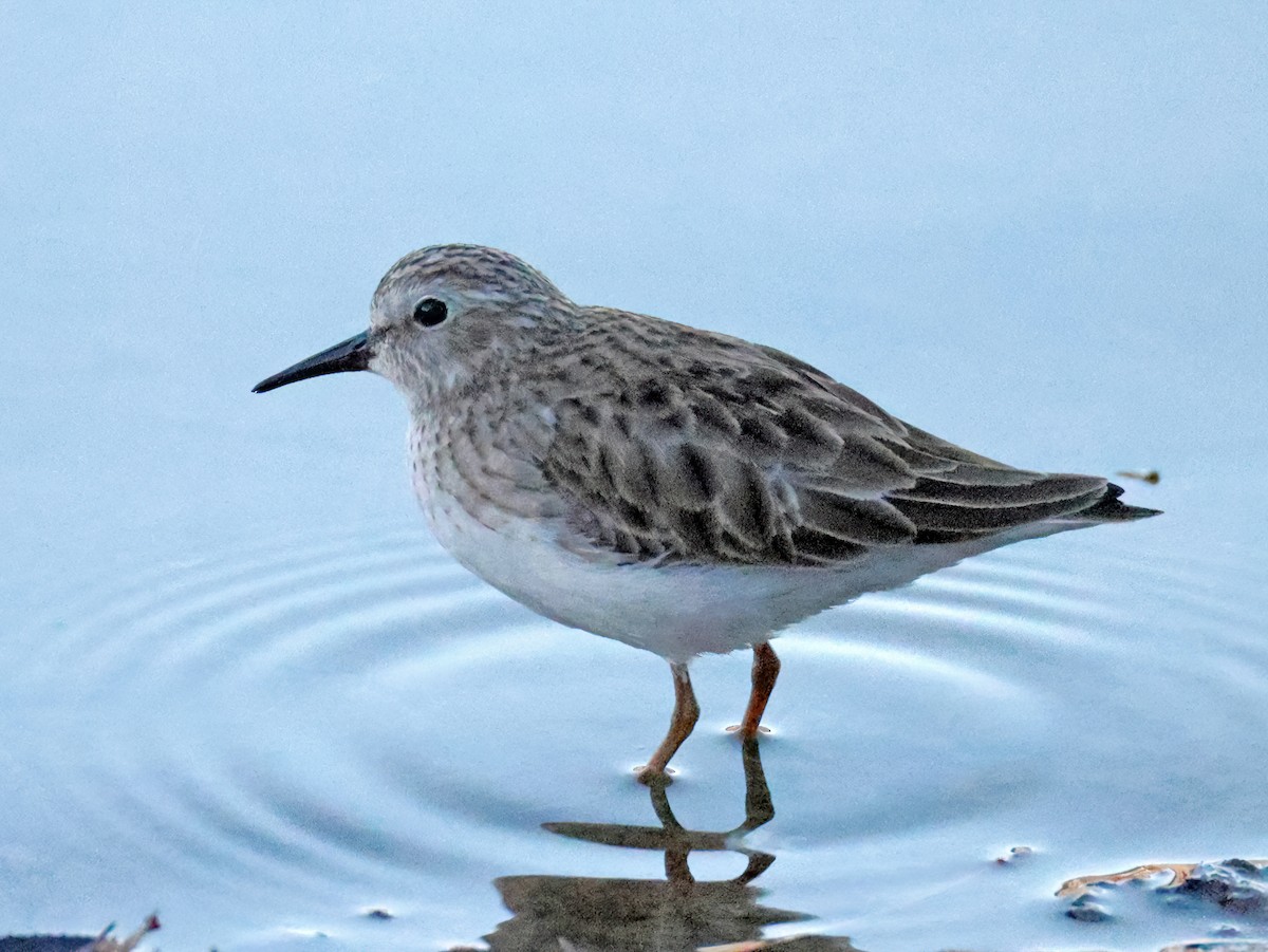 Least Sandpiper - ML646769700