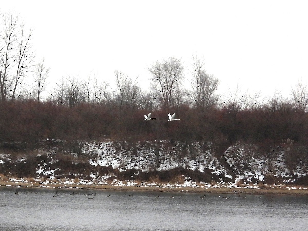 Cisne Trompetero - ML646769702