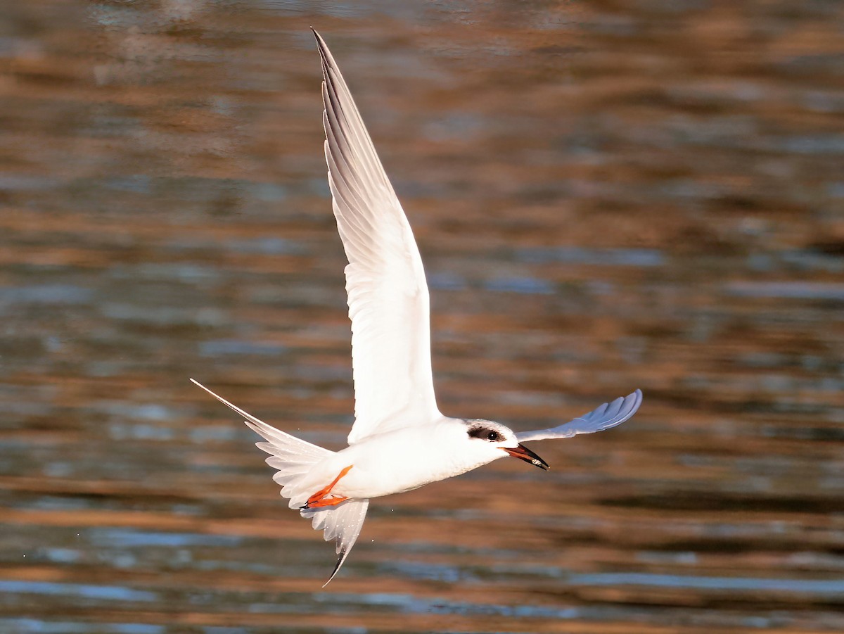 Forster's Tern - ML646769707