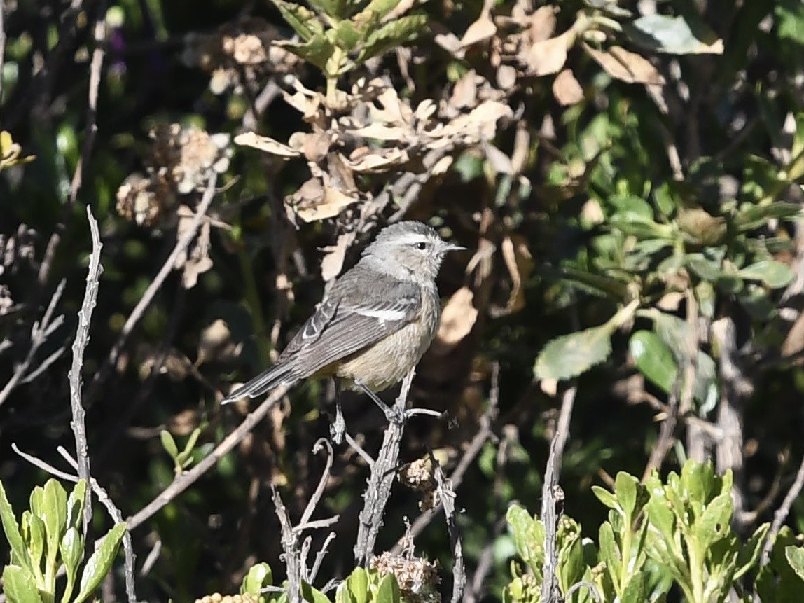 Cinereous Conebill - ML646769709