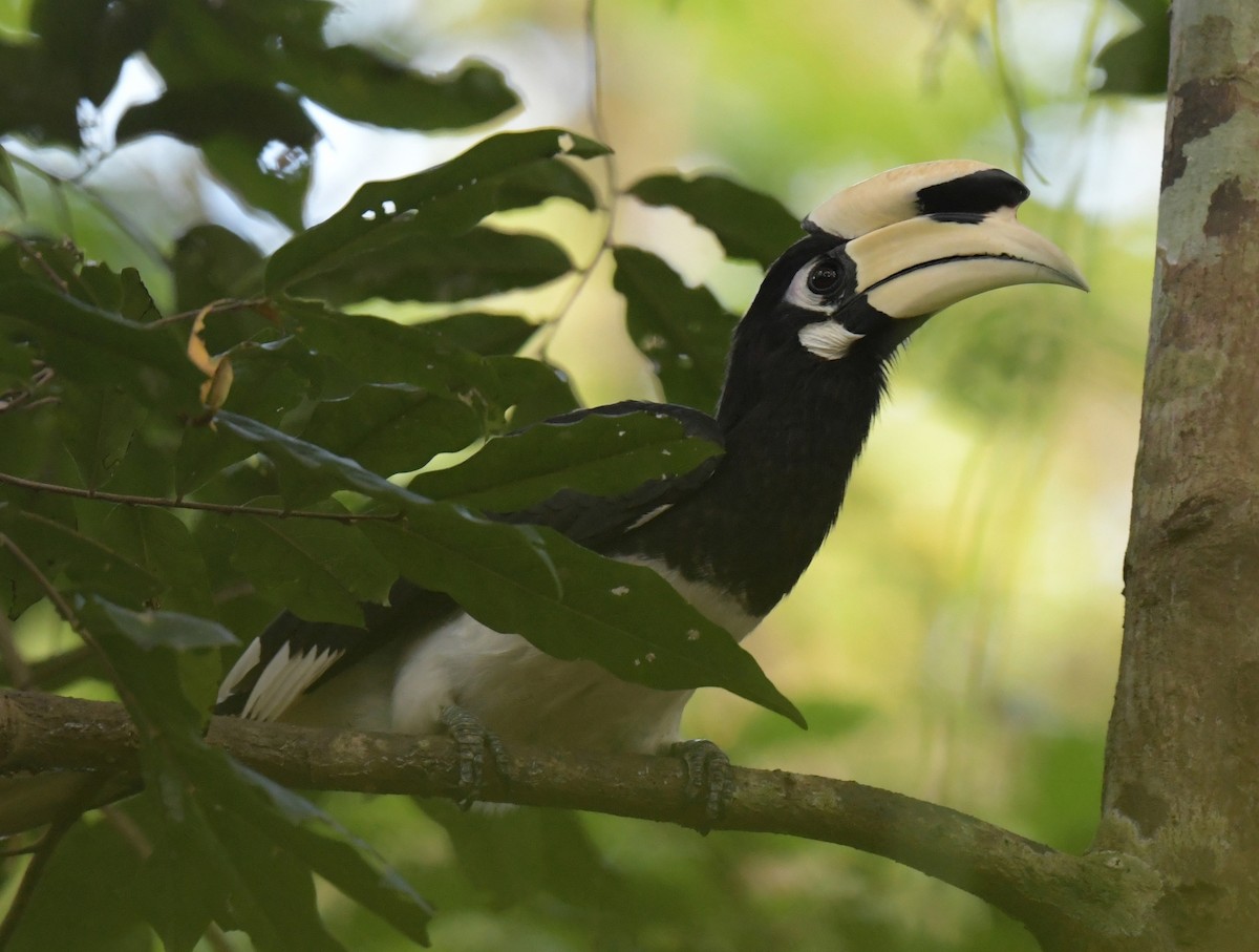 Cálao Cariblanco - ML646769712