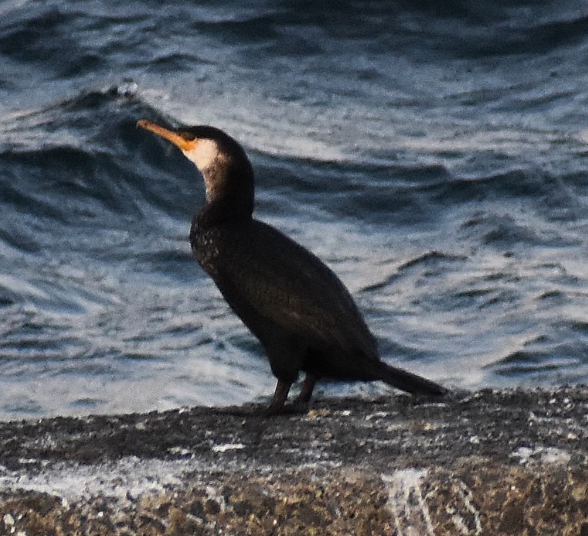 Японский баклан - ML646769713
